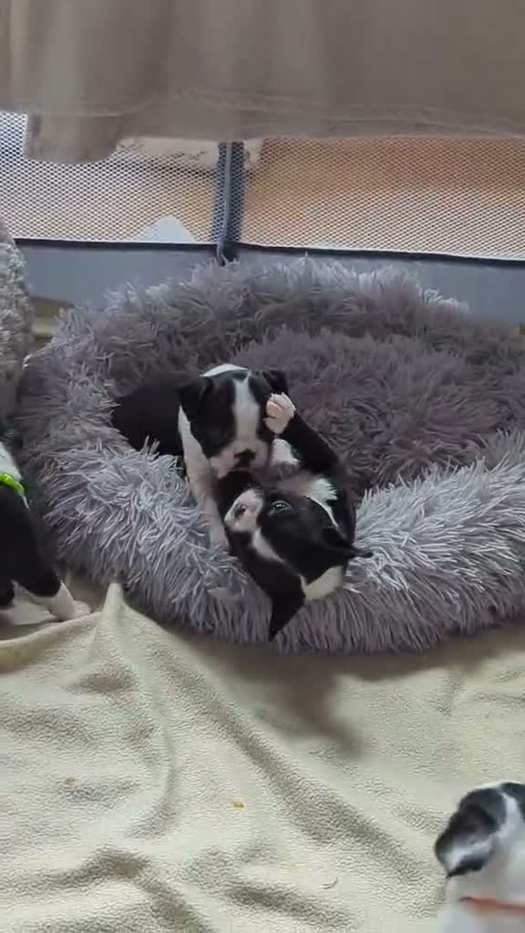 Boston Terrier dogs for sale: Beautiful Boston Terrier Puppies For Sale - Video 1