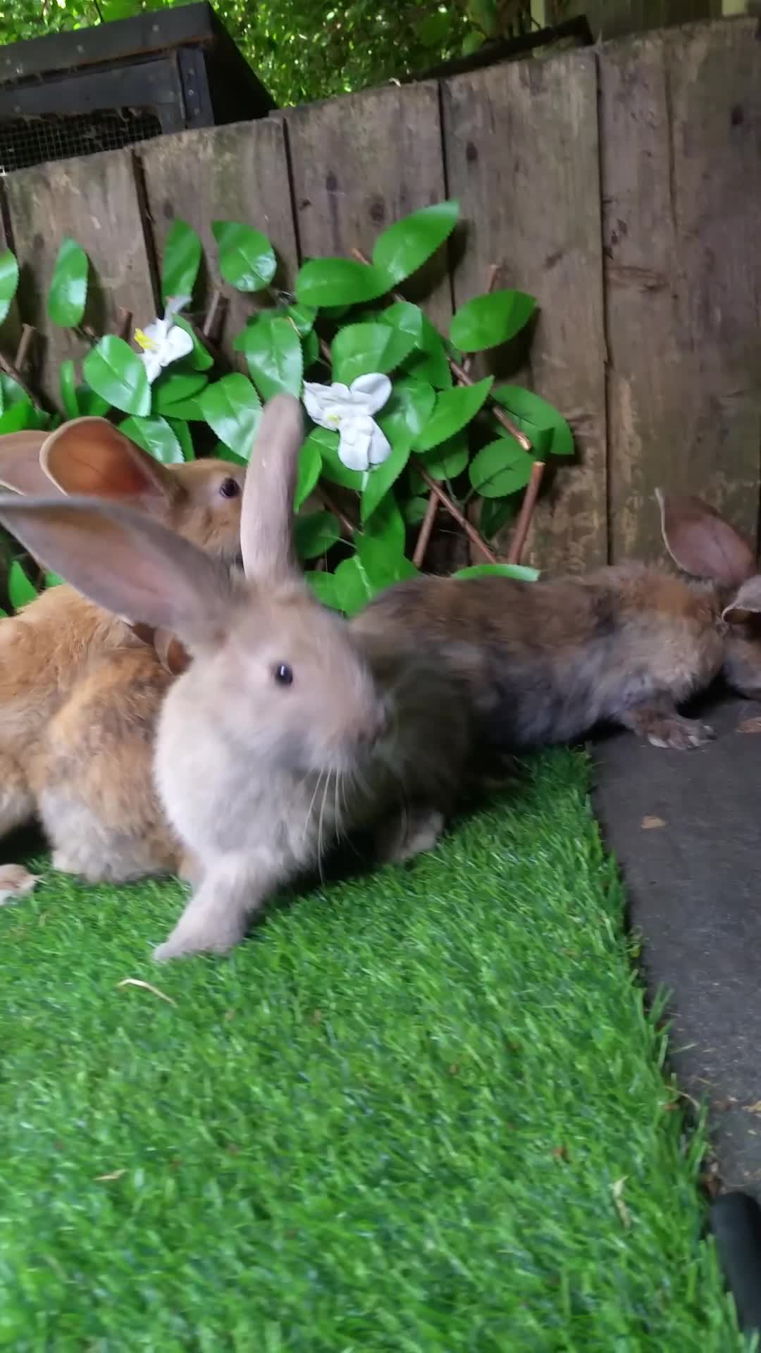 Continental Giant rabbits for sale: Continental Giant RARE HARLIE COLOURED DOE  READY - Video 2