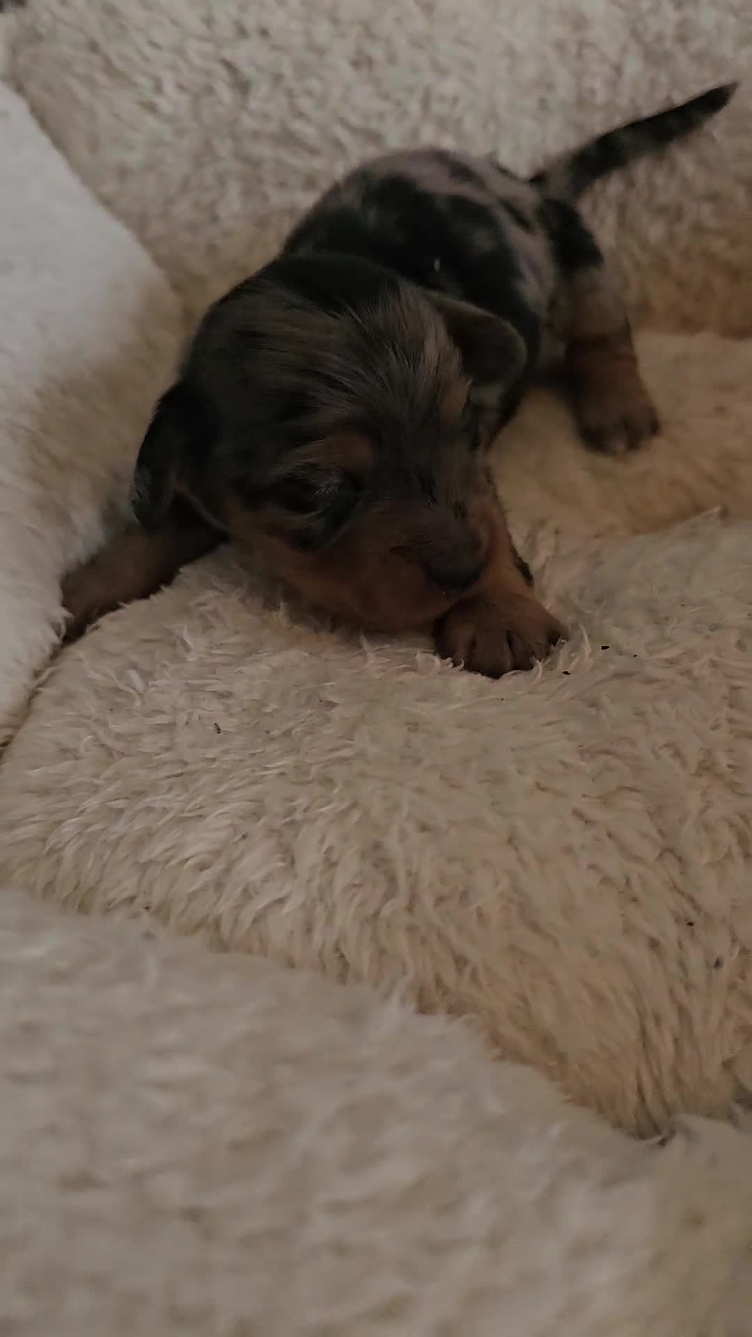 Miniature Dachshund dogs for sale: 3 beautiful longhaired dapple dachshund - Video 3