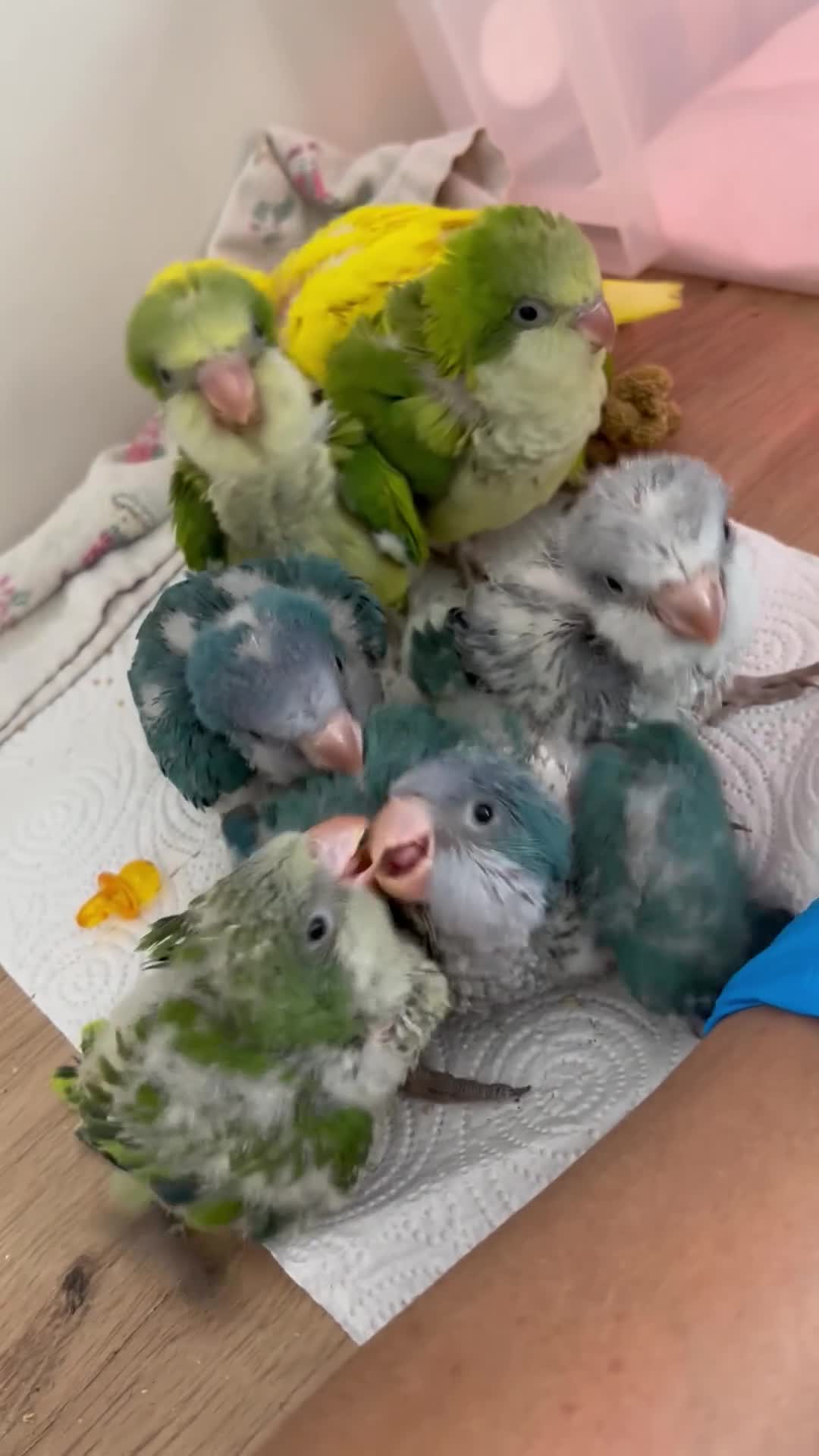 Parrots birds for sale: Stunning Quaker babies for sale! - Video 1