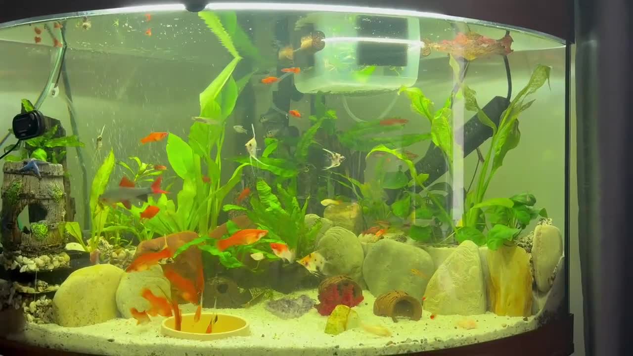 Angelfish fish for sale: Angelfish for Sale in Dagenham - Video 1