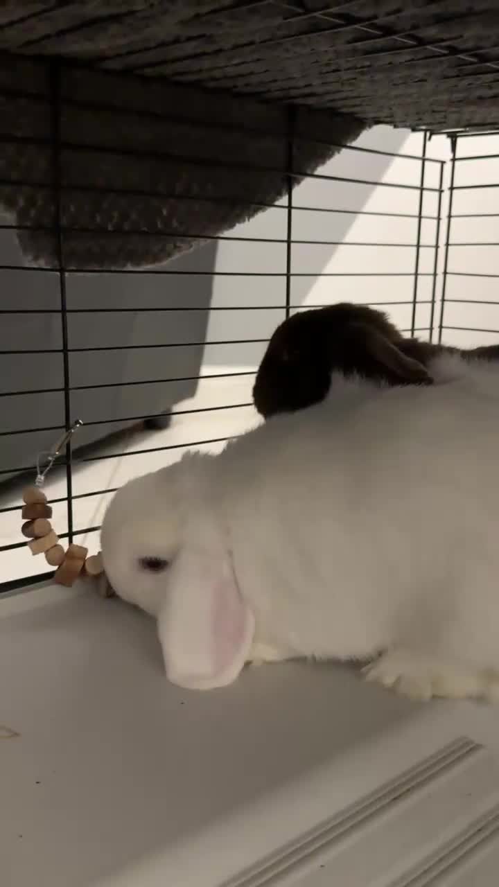 Mini Lop rabbits for sale: 🐰 Adorable Mini Lop Pair Looking for a Home! 🐰 - Video 1