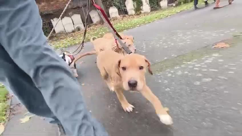 Mastiff dogs for sale: Mastiff X Pups - Video 4