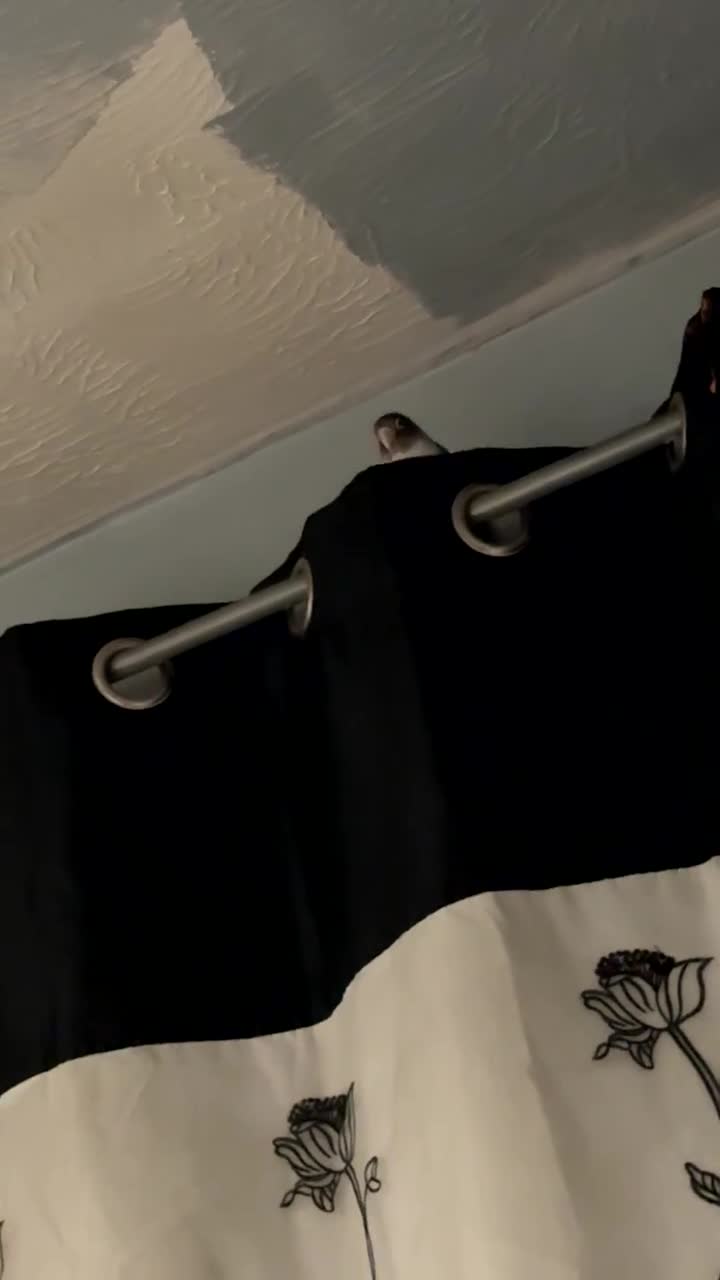 Lovebirds birds for sale: breeding pair of lovebirds  - Video 4