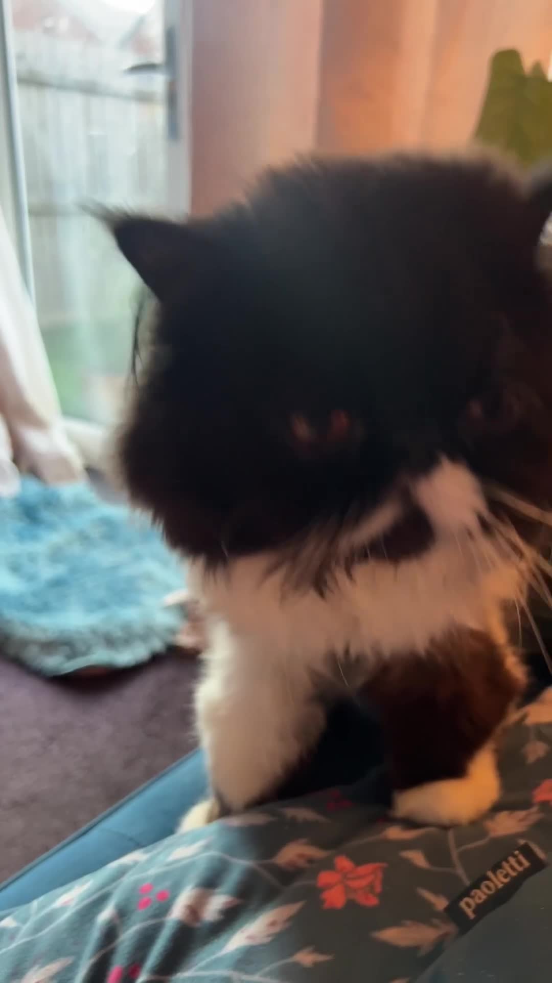 Persian cats for stud: GCCF grandchampion proven stud  - Video 2