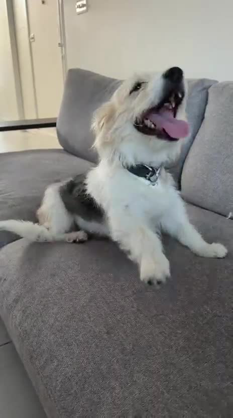 Mixed Breed dogs for adoption: Angel (Canan) – Could You Be Her Happy Ending? ❤️ - Video 5