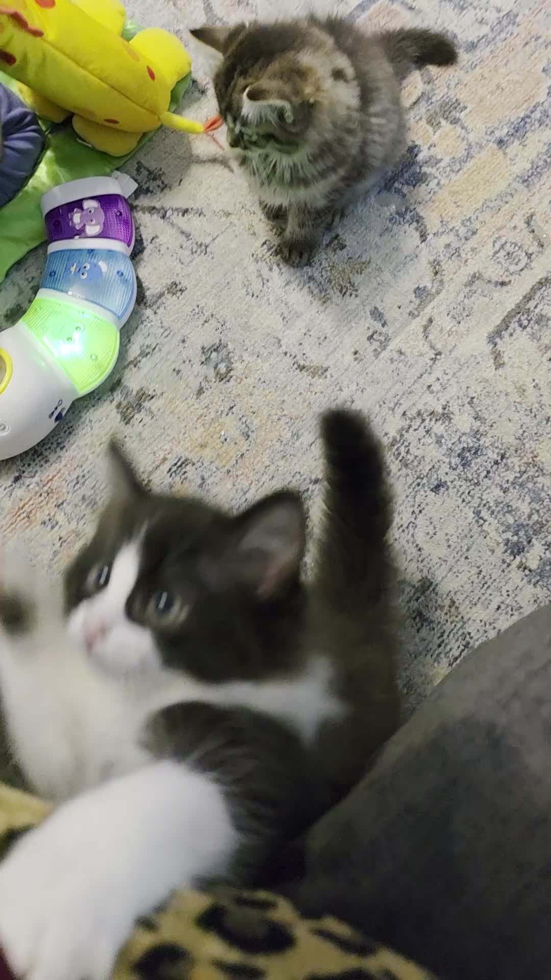 Ragdoll cats for sale: Beautiful Ragdoll x Norwegian forest cross kittens - Video 1