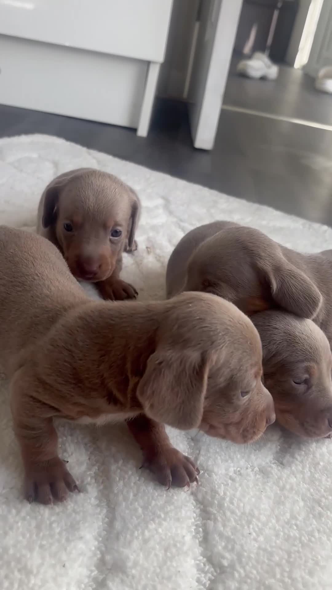Miniature Dachshund dogs for sale: Kc Mini dachshund puppy’s  READY To LEAVE🐶🐶🐶 - Video 3