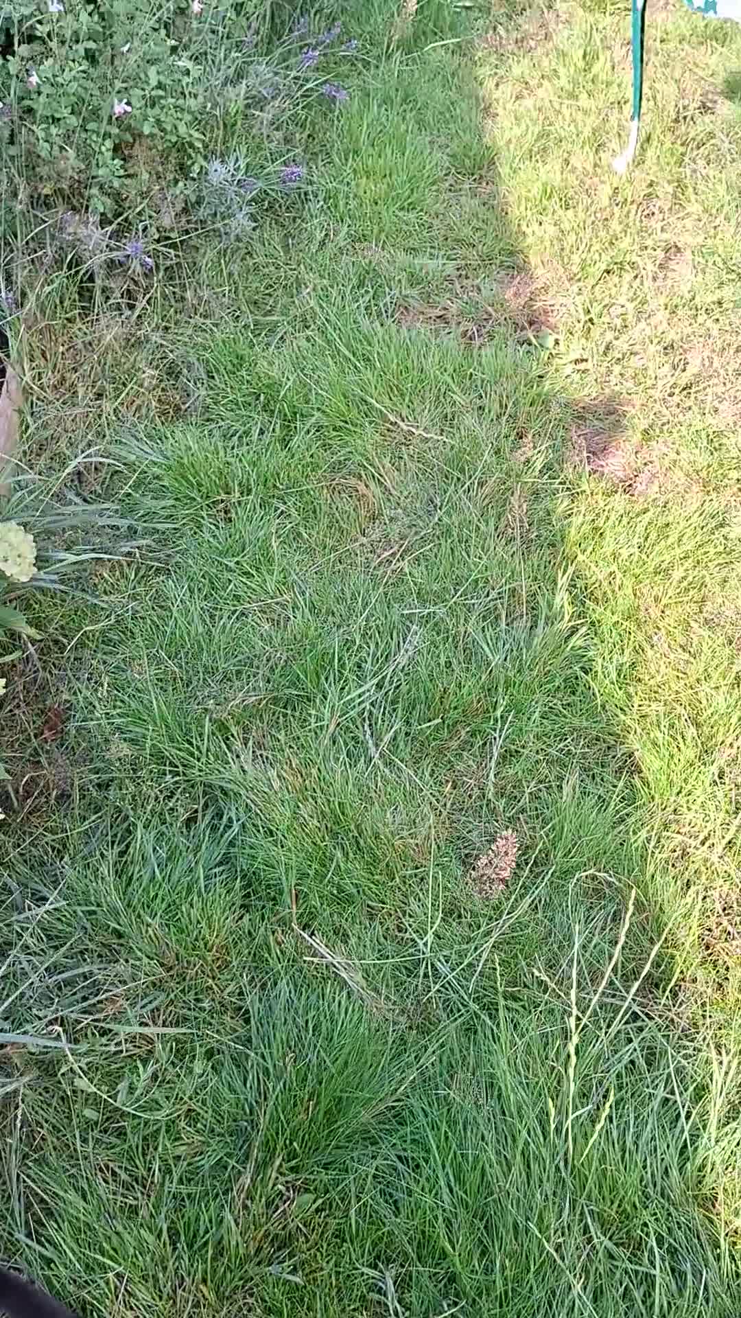 Mixed Breed cats for sale: Calling all witches and black cat lovers! - Video 2