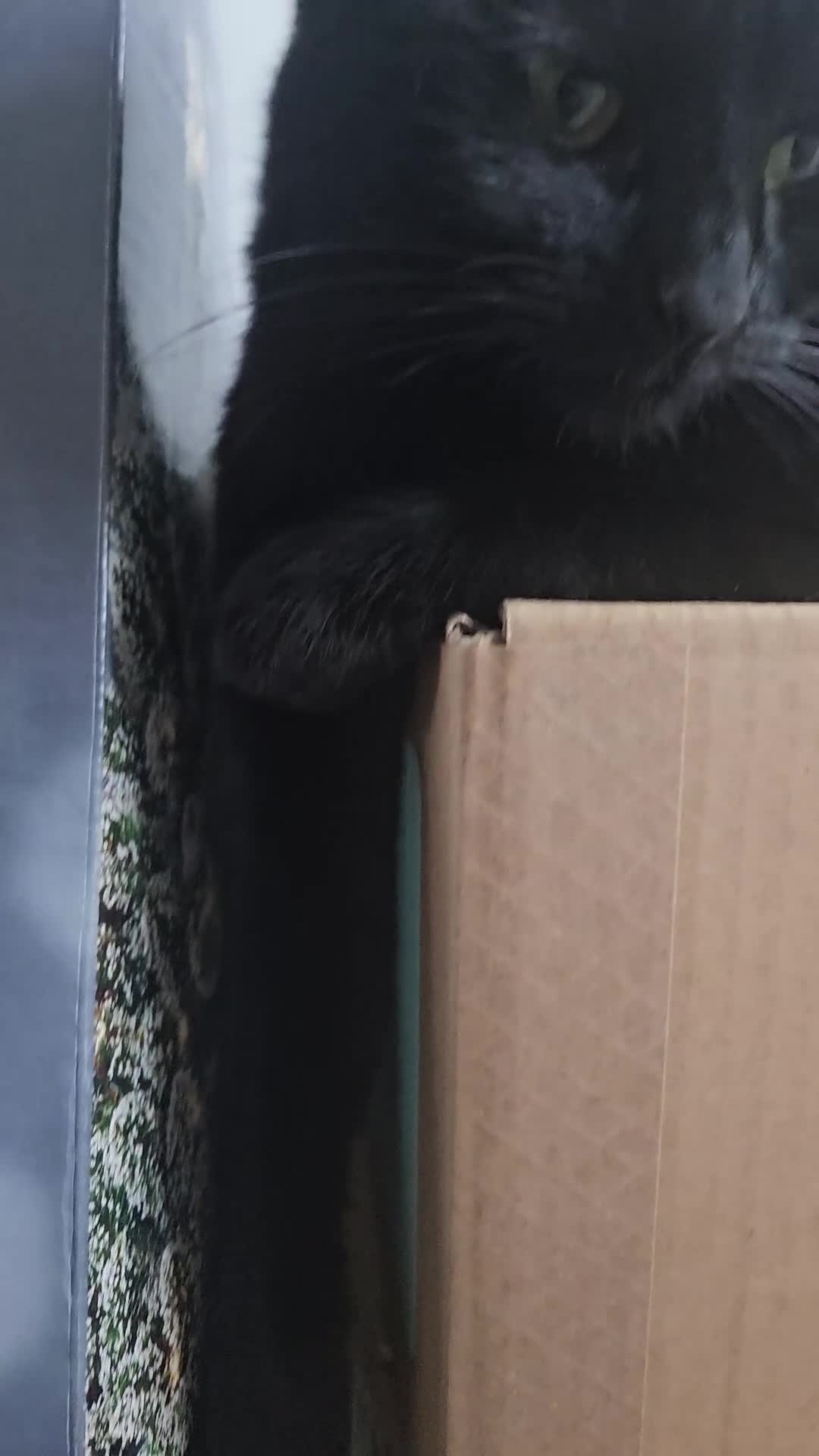 British Shorthair cats for sale: Wayne and bri in London - Video 2