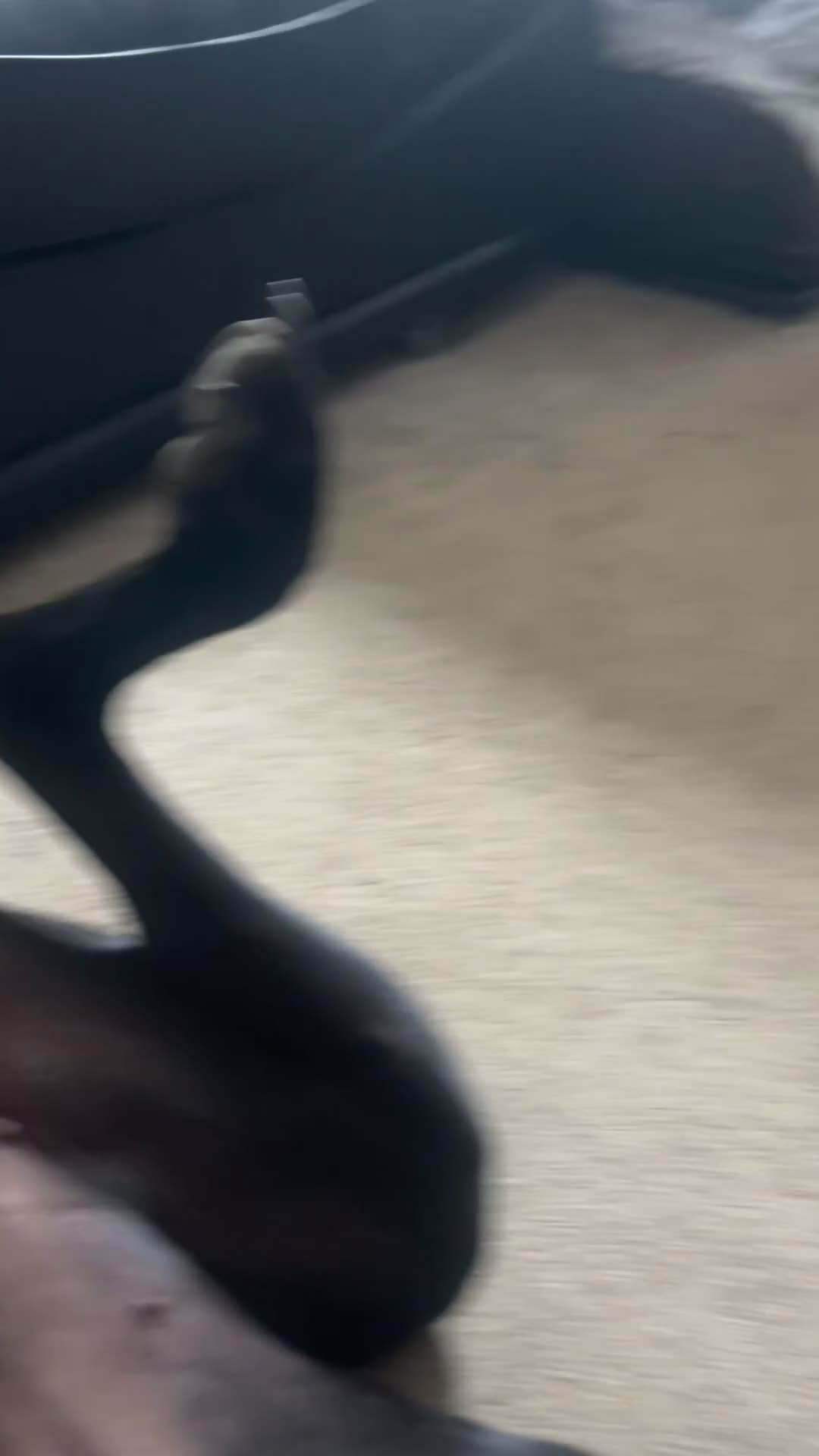 Great Dane dogs for sale: Female KC registered Great Dane - Video 1