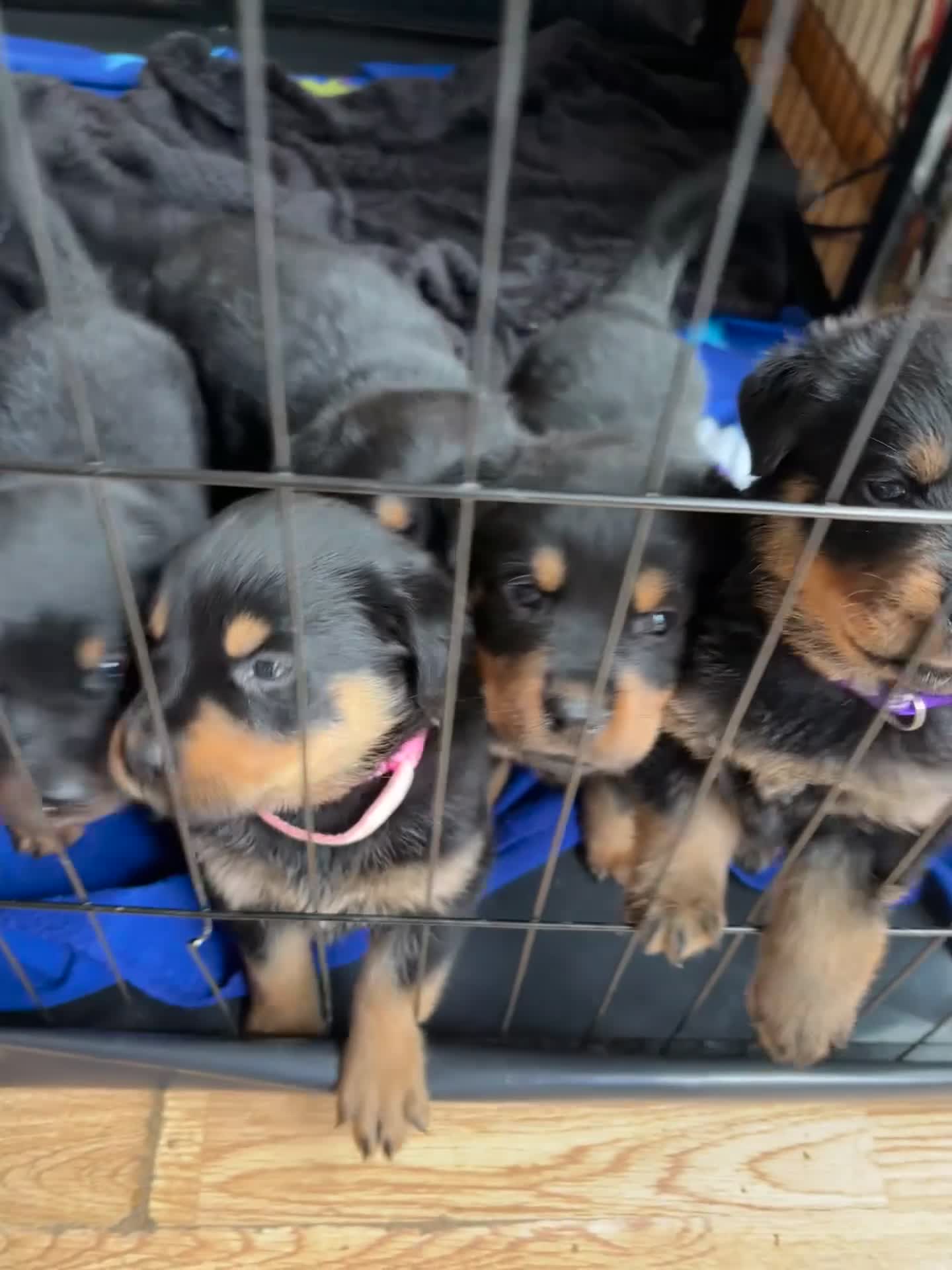 Rottweiler dogs for sale: Rottweiler puppies! - Video 1