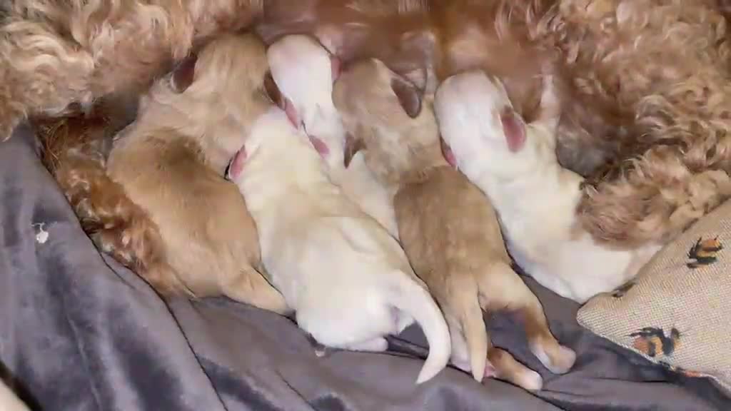 Maltipoo dogs for sale: Stunning Red Parti and Biscuit Maltipoo Puppies - Video 1