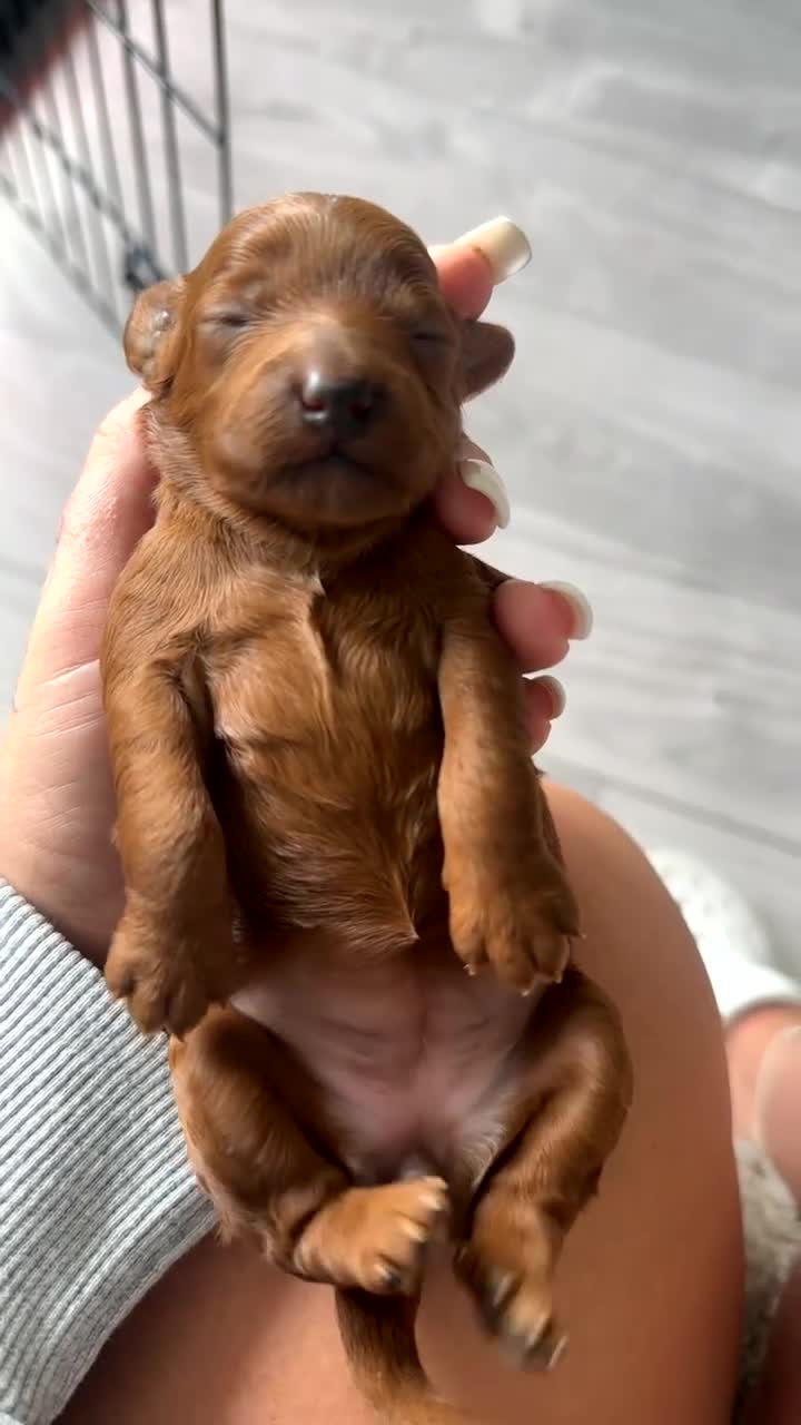 Cockapoo dogs for sale:  5 Stunning F1 red cockapoos - Video 1