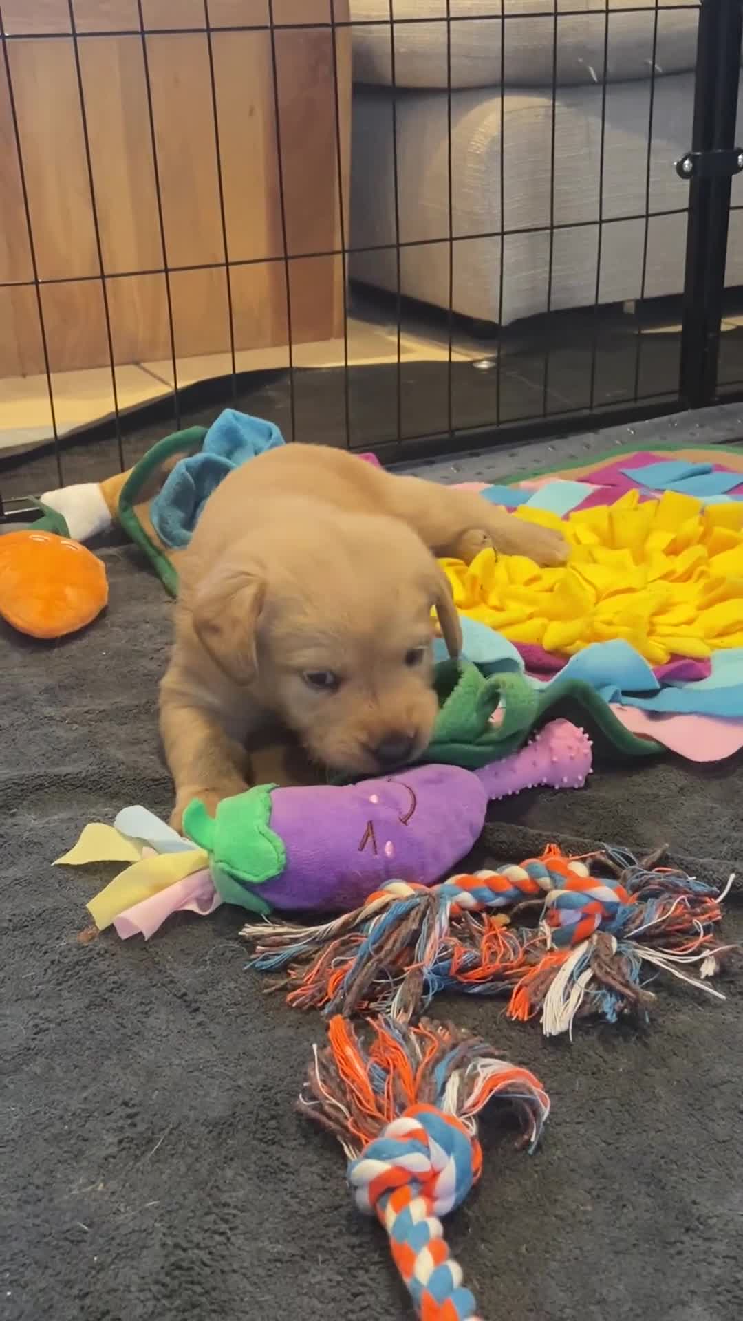 Labradoodle dogs for sale: School Dog Rare Multigen F3 Labradoodles - Video 3
