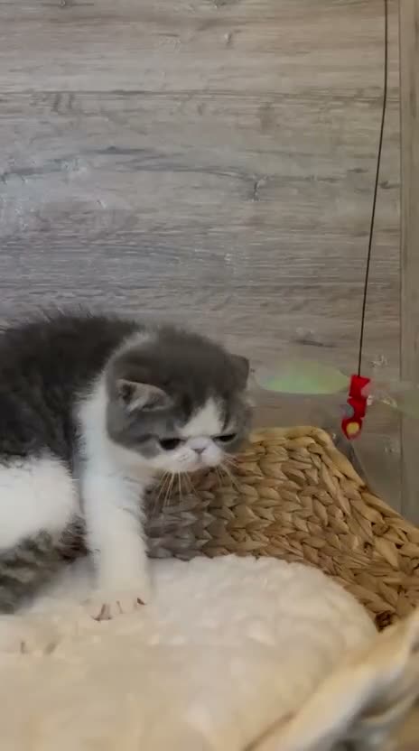 Exotic cats for sale: Outstanding Exotic Shorthair Kittens - Video 3
