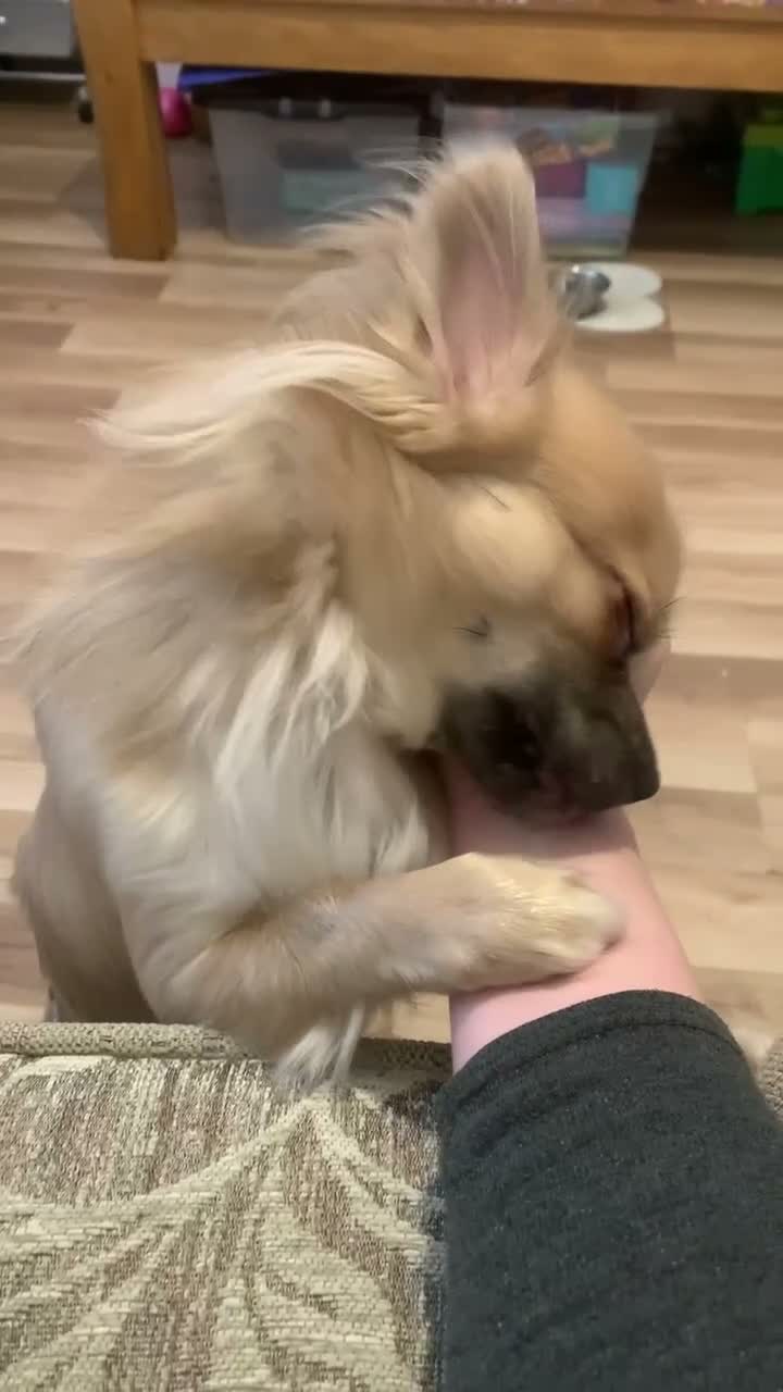 Chihuahua dogs for sale: 19 month old Chihuahua male (intact) - Video 1