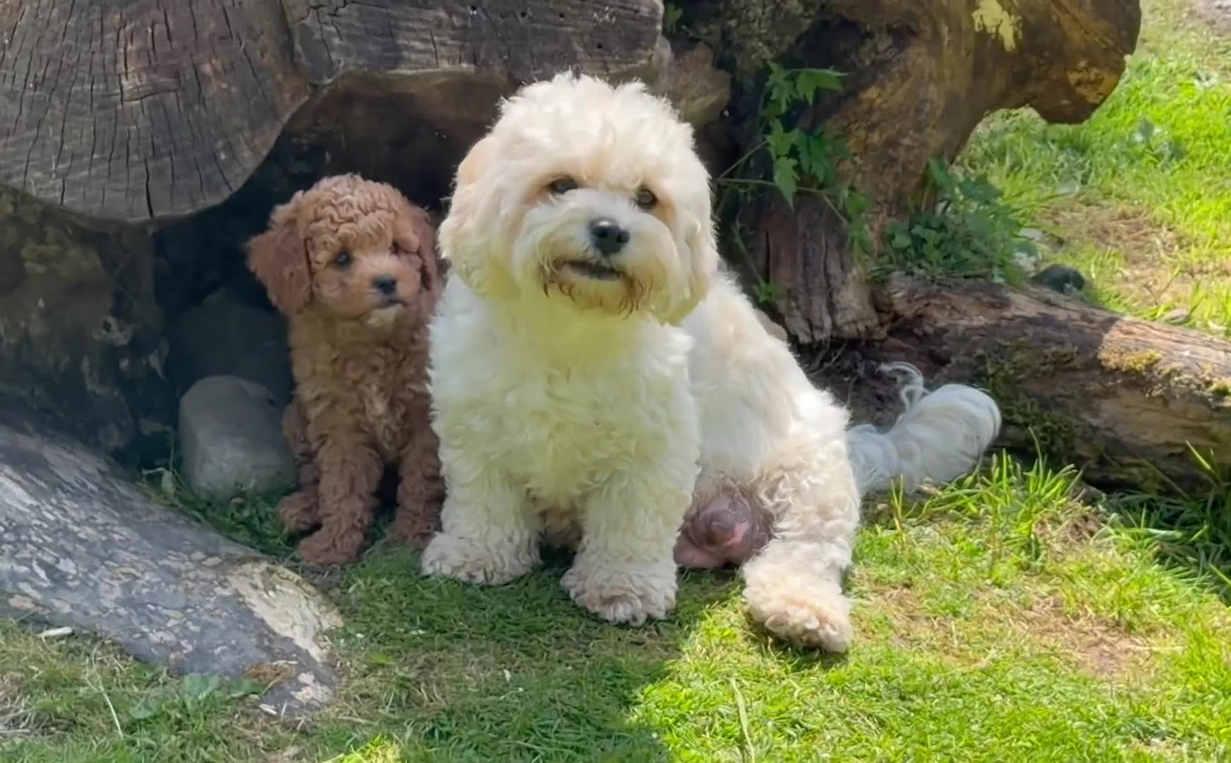 Cavachon dogs for sale: 5 ⭐️Gorgeous F1 Fox Red boy Cavapoochon. - Video 1