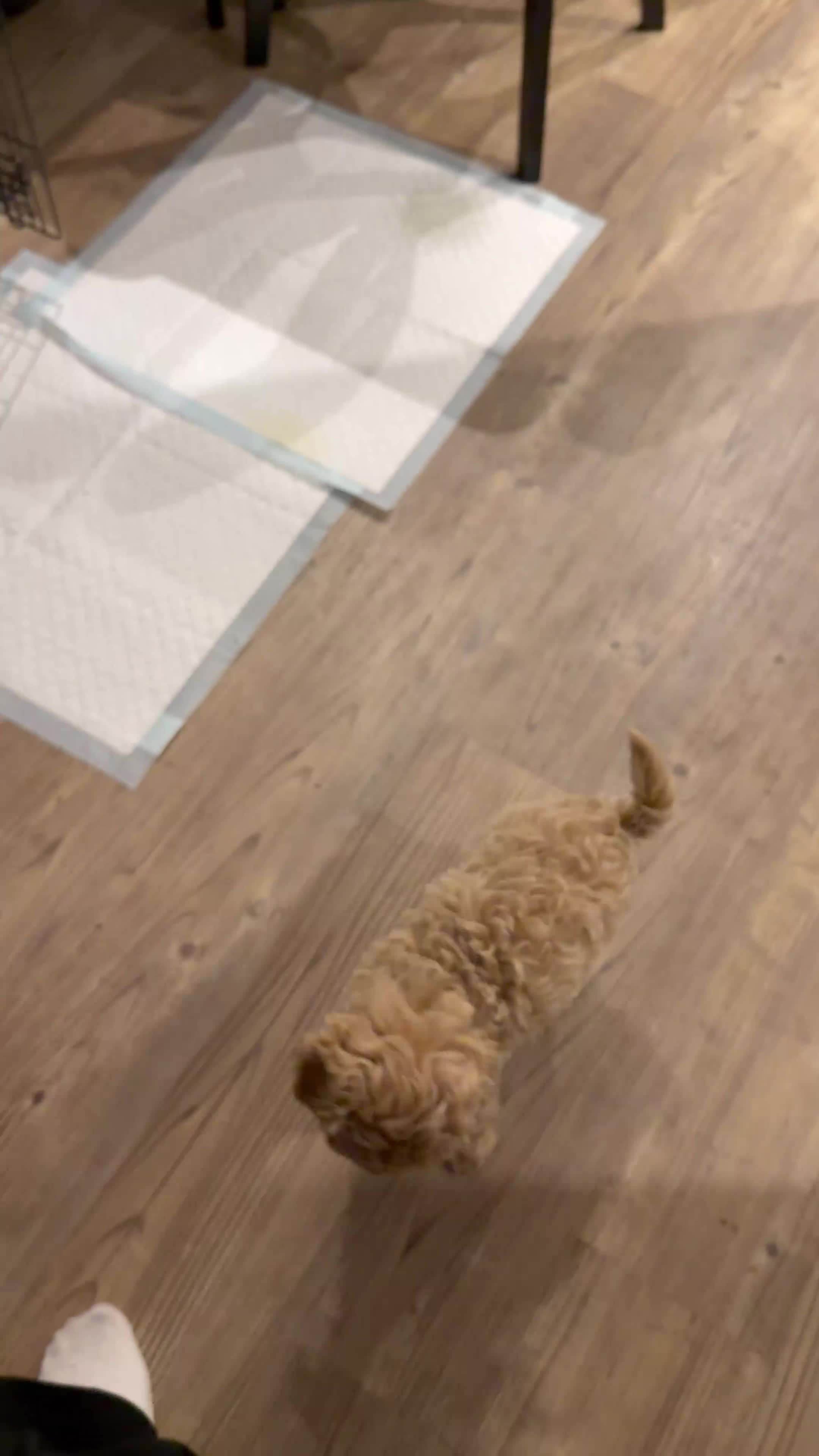 Maltipoo dogs for sale: Maltipoo in London - Video 1