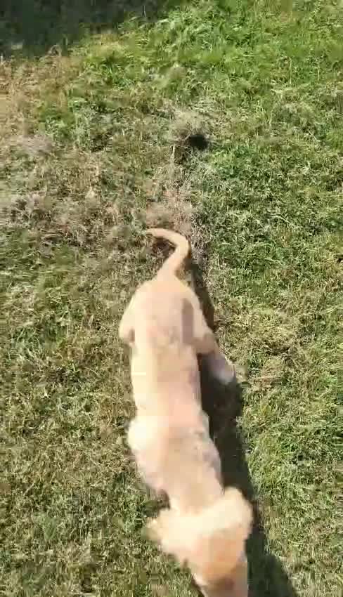 Cocker Spaniel dogs for sale: Stunning cocker spaniel puppies - Video 1