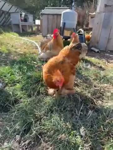 Chickens poultry for sale: Chickens for sale in Bicester - Video 1