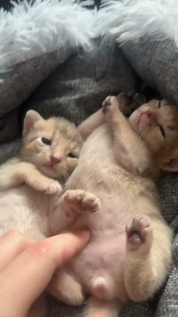 Abyssinian cats for sale: Adorable  Abyssinian  male for sale - Video 3