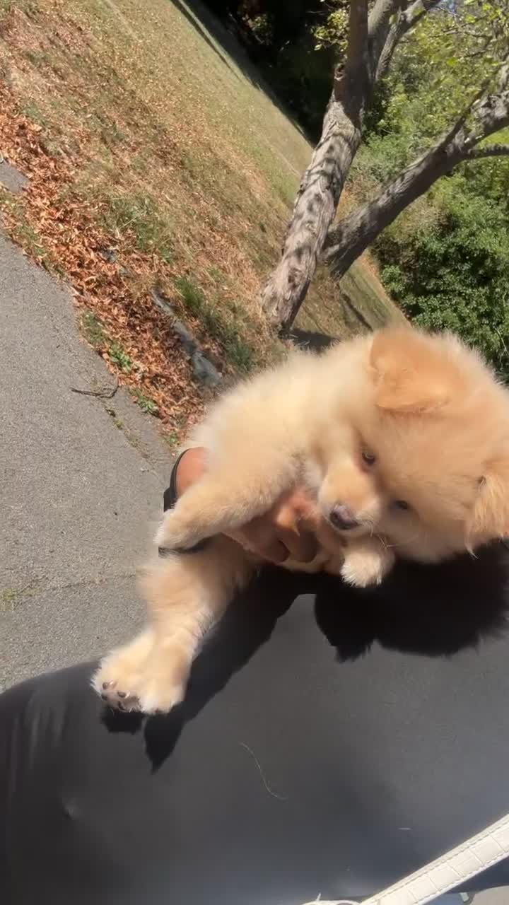 Pomsky dogs for sale: KING POMERANIAN BEAUTIFUL BOY  in Beckenham - Video 2