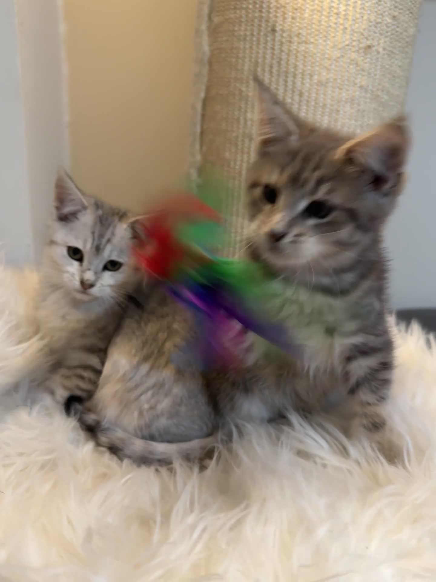 Maine Coon cats for sale: Beautiful Maine coon Mixed Kittens  🏡 - Video 4