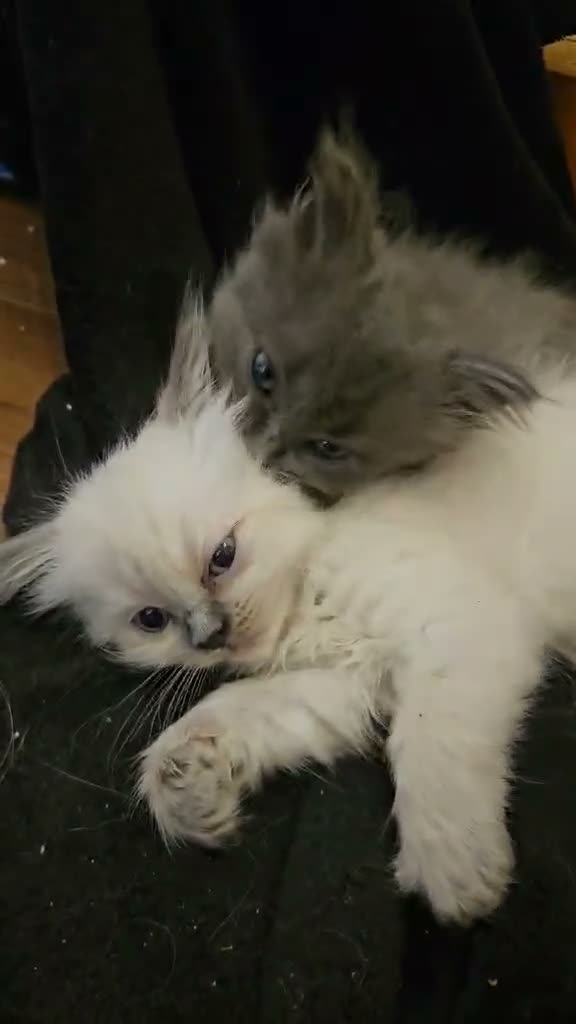 Ragdoll cats for sale: 🐾 Beautiful Ragdoll × Chinchilla Kittens - Video 1