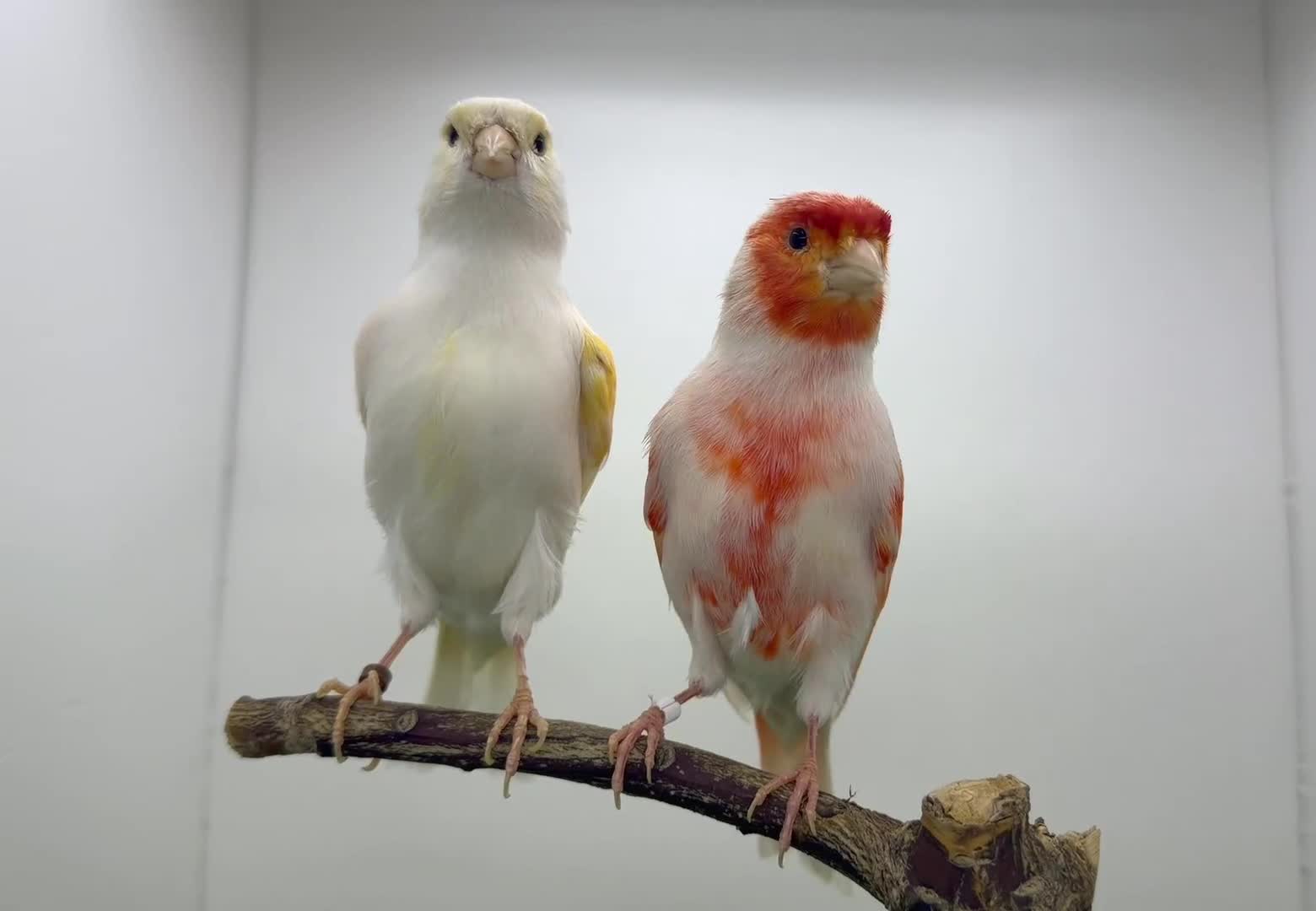Canaries birds for sale: x2 very good quality red mosaic pairs  - Video 1