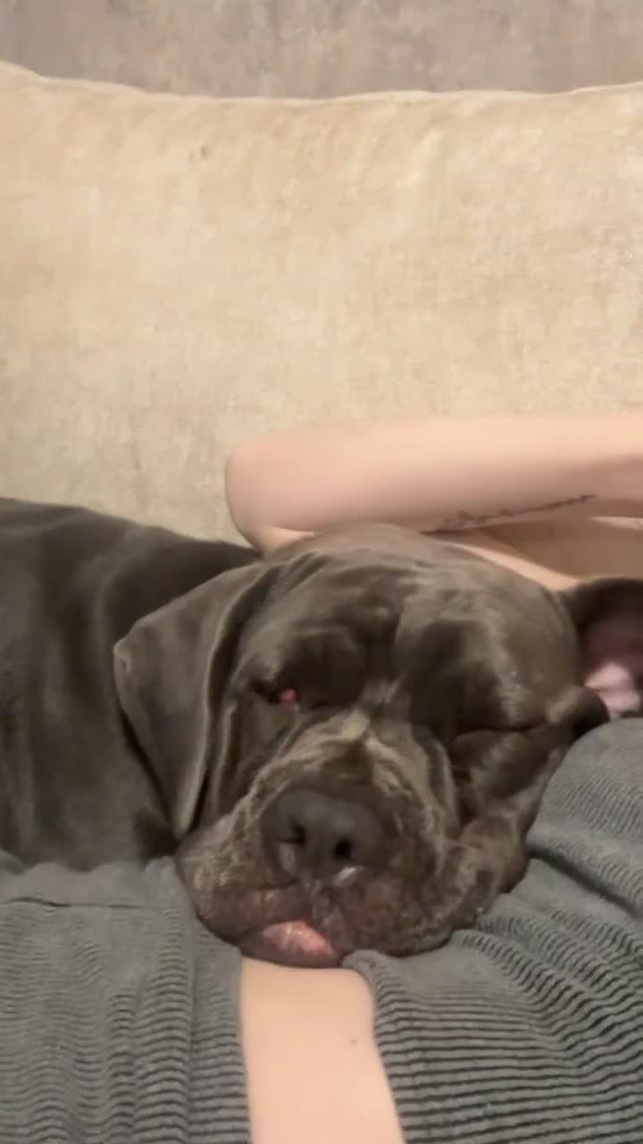 Cane Corso dogs for sale: Cane Corso female  - Video 2