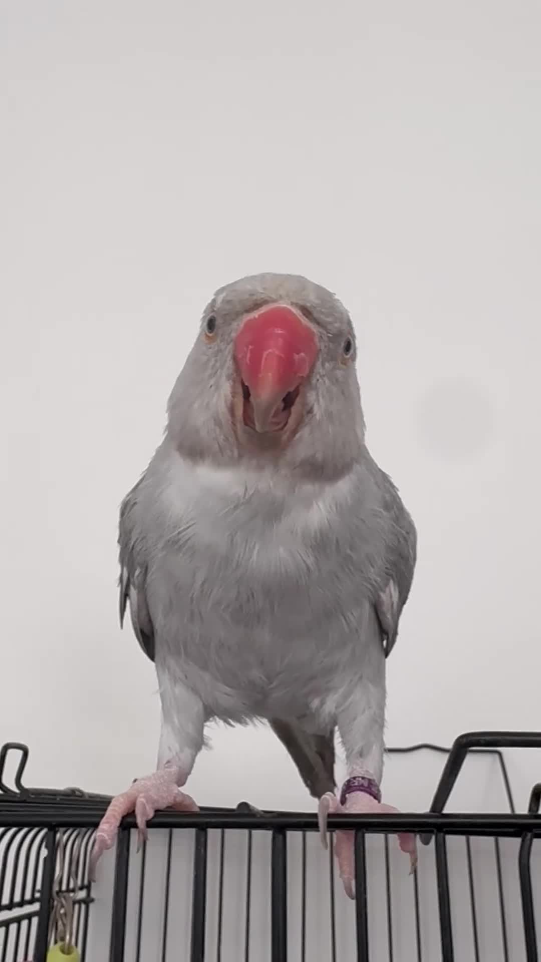 Parrots birds for sale: Grey Indian ring neck  in Romford - Video 1
