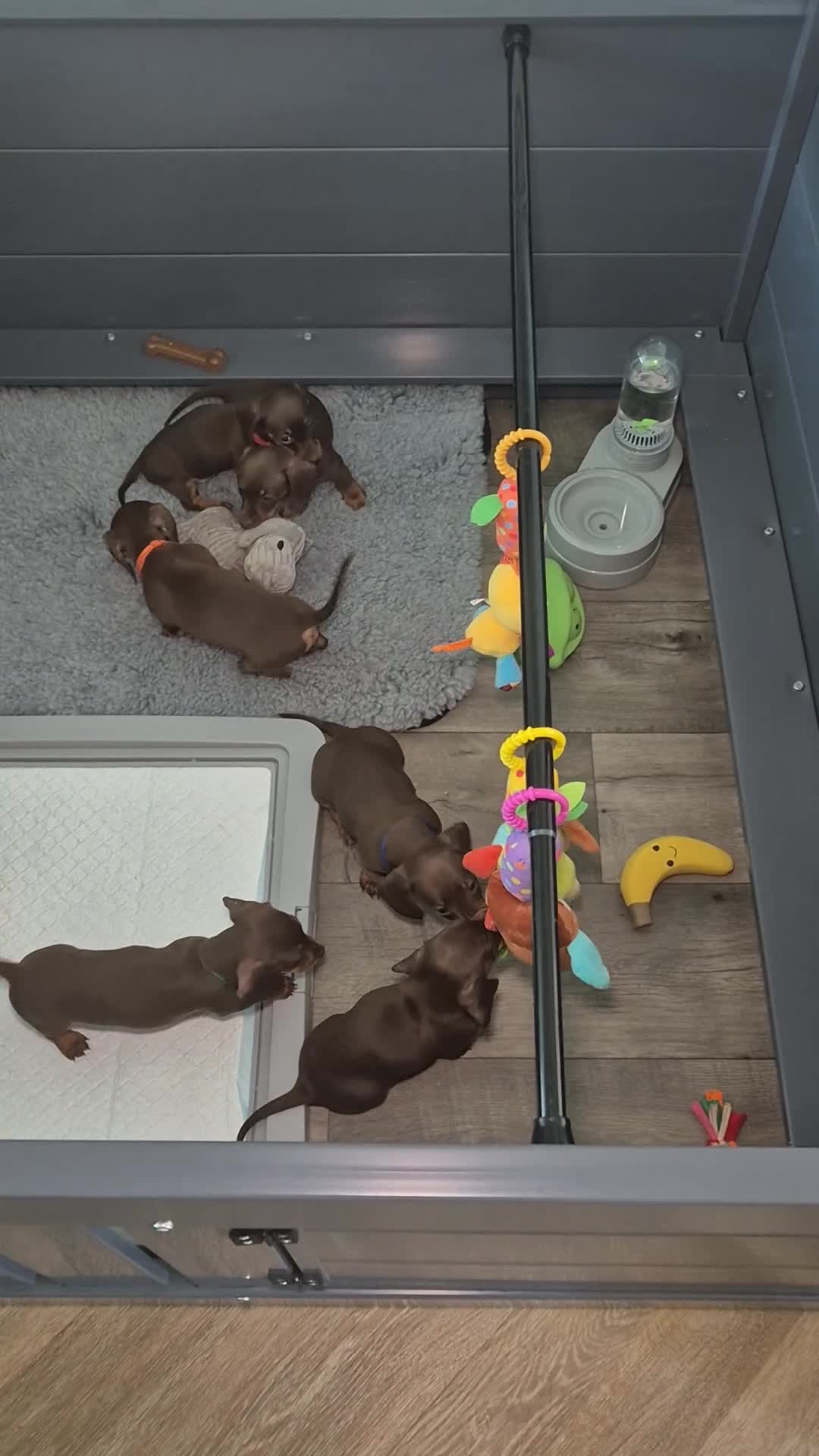 Miniature Dachshund dogs for sale: *KC Reg Miniature Dachshund Puppies available * - Video 2