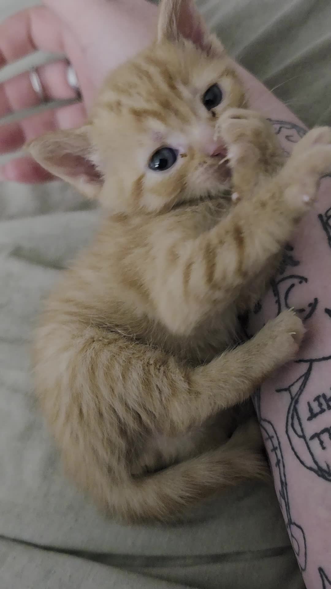 Domestic Shorthair cats for sale: 😸 Kittens 😸  - Video 1