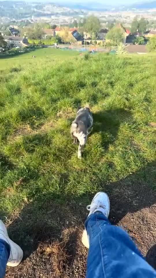 French Bulldog dogs for sale: Female French Bull - Video 1