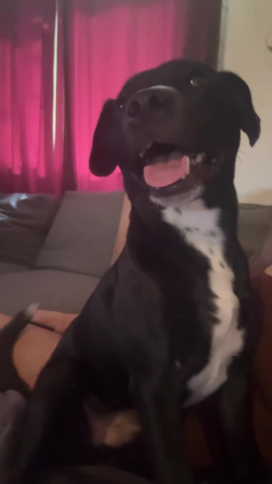 Mixed Breed dogs for sale: 2 year old staffy x jack Russel x Alsatian in Caldicot - Video 2