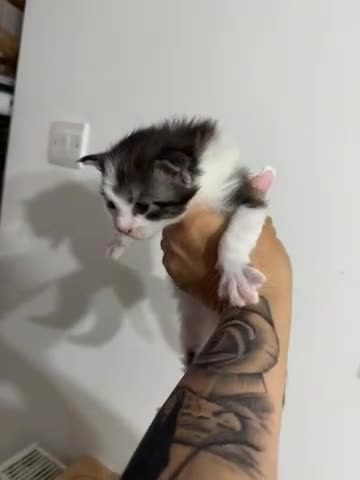 Maine Coon cats for sale: Maine coon kittens Tica registered parents  - Video 4