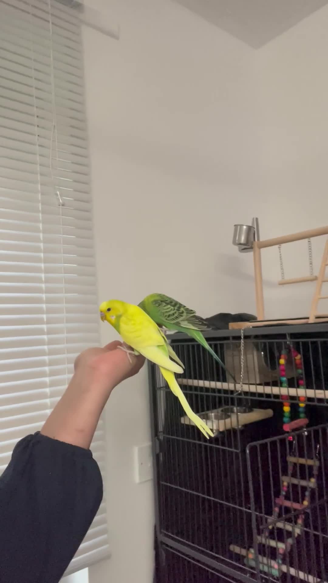 Budgerigars birds for sale: Budgies for sale - Video 3