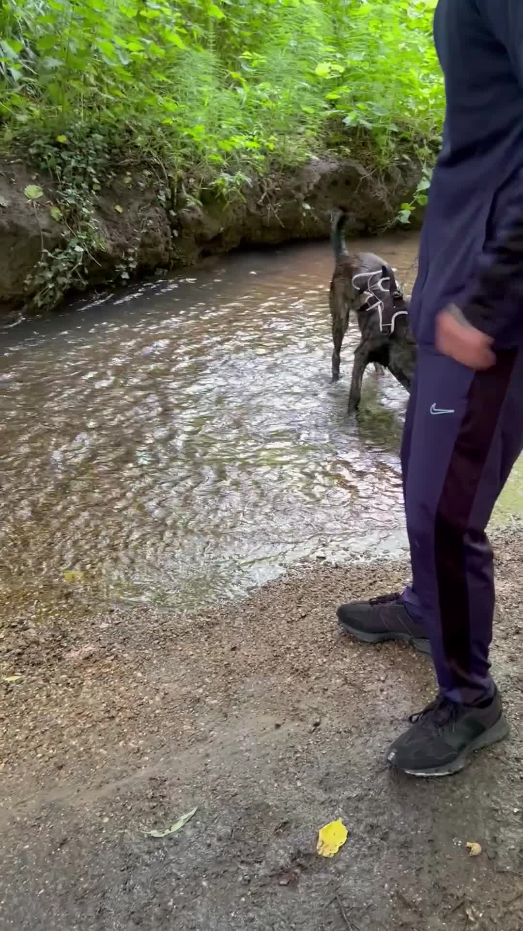 Belgian Shepherd Dog dogs for sale: Rehoming our pup Milo  - Video 1