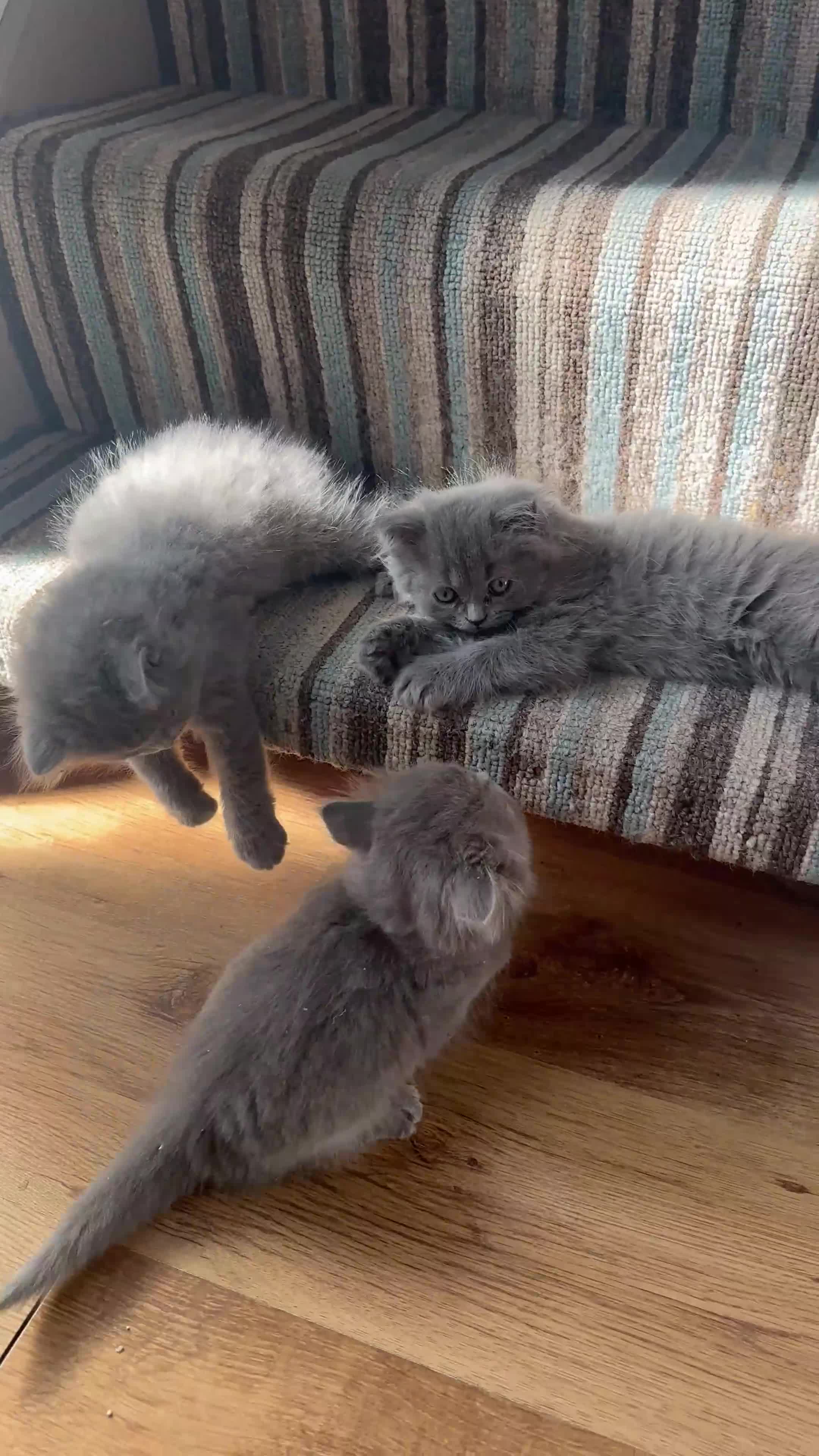 British Longhair cats for sale: Stunning Blue BritishLonghair Kittens  - Video 1