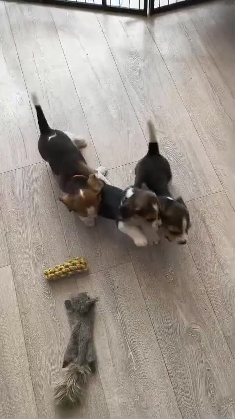 Beagle dogs for sale: Bundles of Beagle Joy Looking for Forever Homes in Epsom - Video 3