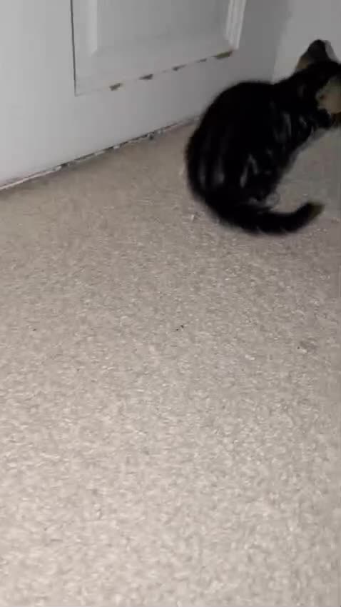 Bengal cats for sale: 4 beautiful kittens for sale  in Portsmouth - Video 4