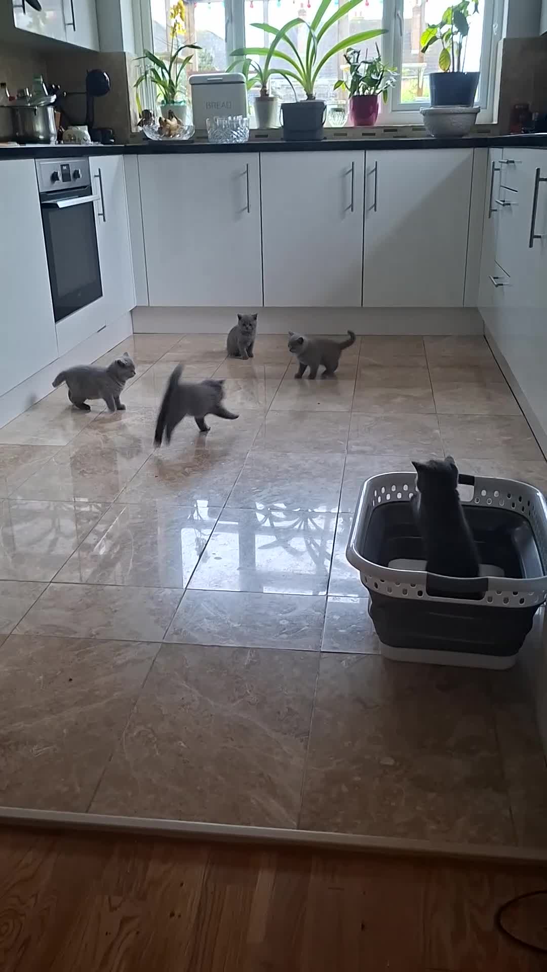 British Shorthair cats for sale: Pedigree  British short hair kittens  - Video 1