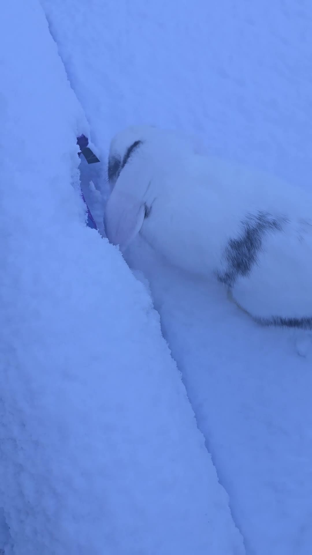 Mini Lop rabbits for sale: Beautiful mini lop Buck - Video 2