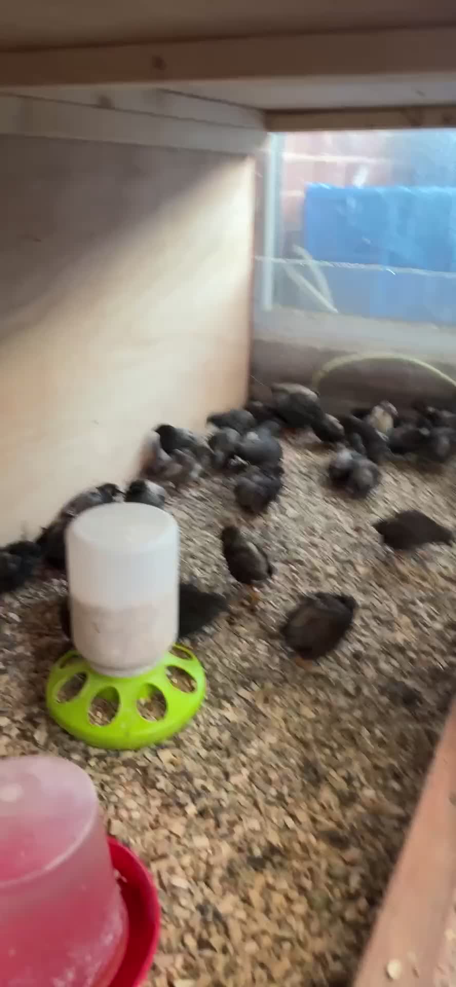 Quail poultry for sale: Quails for sale in Peterborough - Video 1