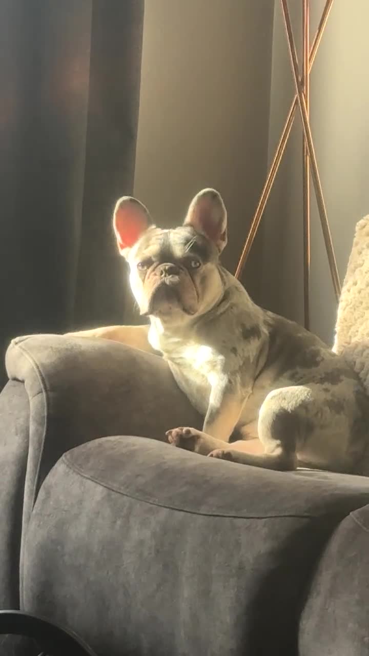 French Bulldog dogs for stud: GREY MERLE FEENCH BULLDOG STUD  - Video 1