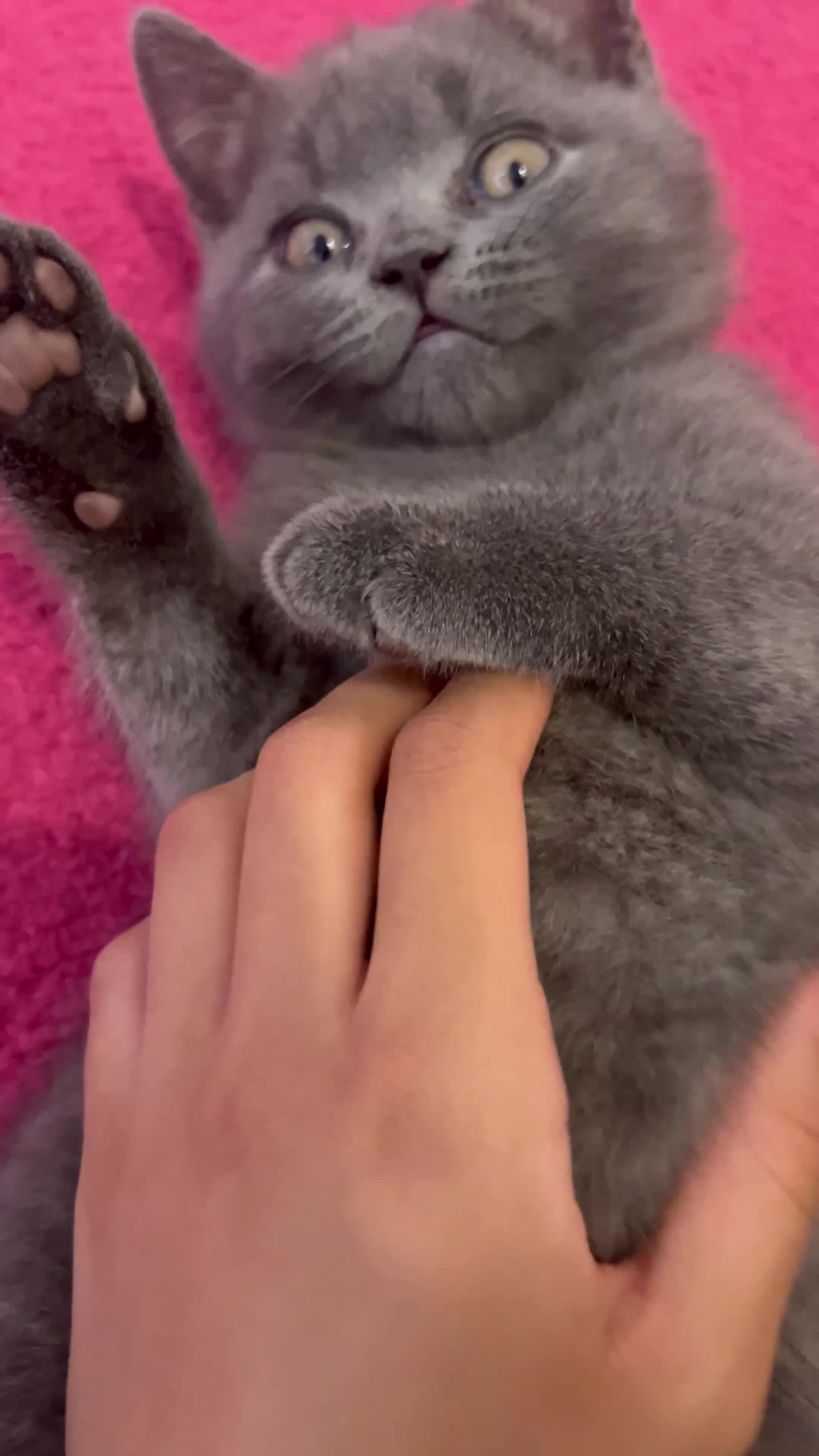 British Shorthair cats for sale: 🏆GCCF & TICA Pedigree Kitten, DELIVERY AVAILABLE! - Video 2