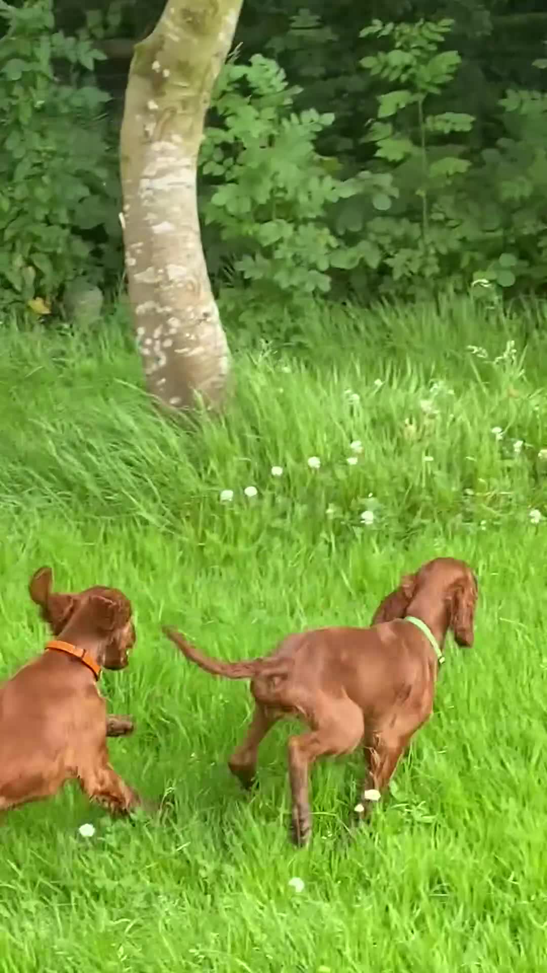 Irish Setter dogs for sale: Kennel Club Irish Setter Puppies  - Video 1