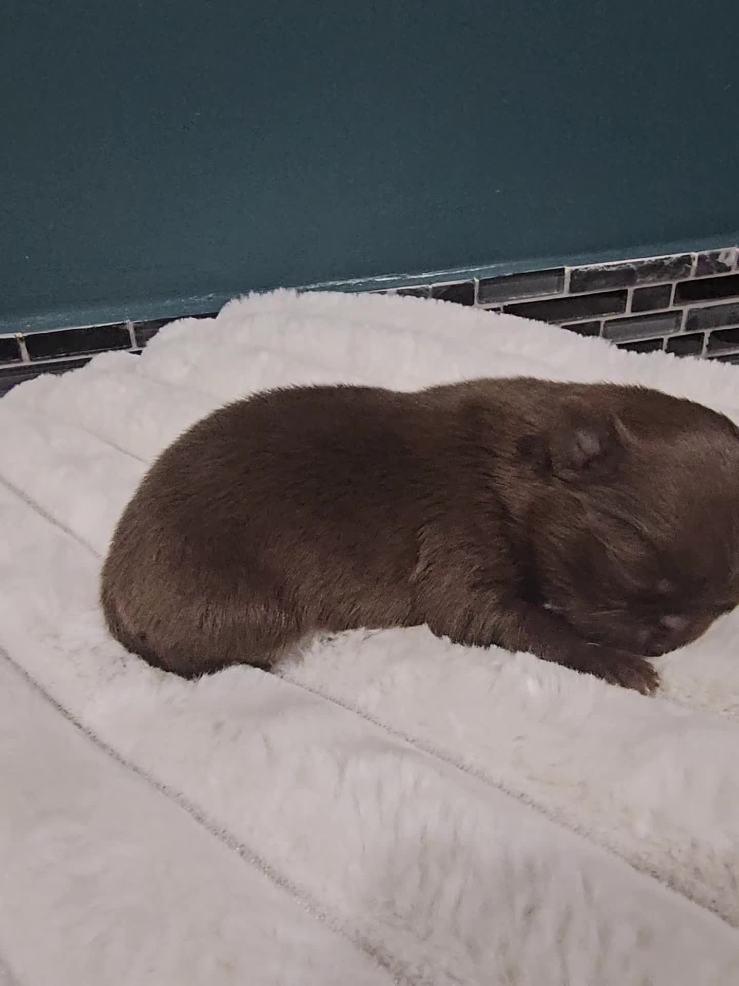 Chihuahua dogs for sale: Long hair tri chocolate apple head chihuahuas  - Video 1