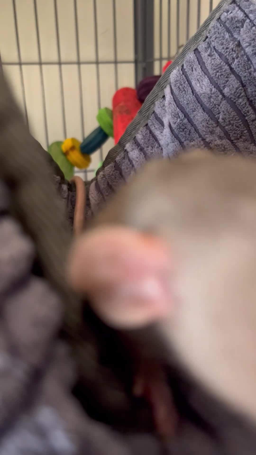 Rat rodents for sale: 4 dumbo rats + cage, food and accessories  in Esher - Video 1